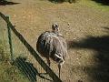 Zoo Cottbus 156